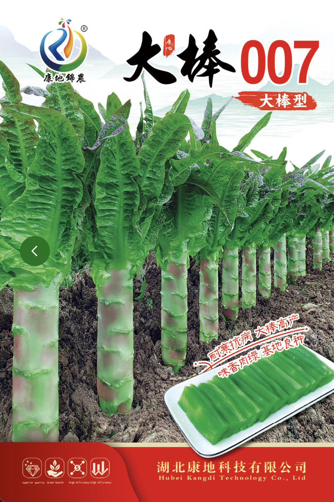 新育成大棒型紅尖葉萵苣新品種